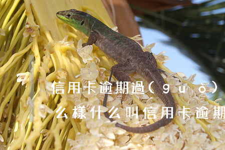 信用卡逾期過(guò)了會(huì)怎么樣(什么叫信用卡逾期了)