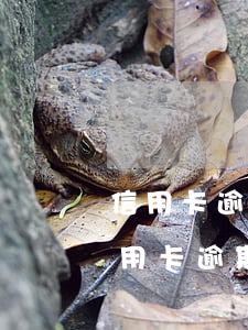 信用卡逾期過(guò)影響車貸審批嗎（信用卡逾期過(guò)影響車貸）