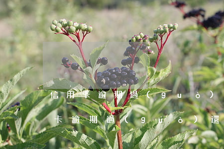 信用卡逾期過(guò)還有寬限期嗎(信用卡逾期過(guò)還有寬限期嗎)