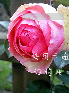 信用卡逾期過(guò)還清注銷(逾期還清的信用卡怎么處理)