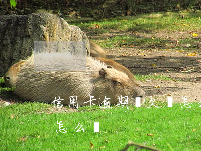 信用卡逾期過久會怎么樣(信用卡長期逾期會怎么樣)