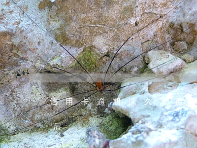 信用卡逾期過久還款后（信用卡逾期過久還款后）