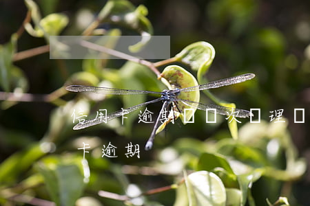 信用卡逾期過兩次辦理車貸(車貸逾期和信用卡逾期)