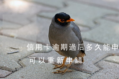 信用卡逾期過后多久能申請(信用卡逾期多久可以重新申請)