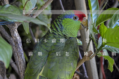 信用卡逾期過后怎樣掩蓋逾期記錄-信用卡逾期過后怎樣掩蓋逾期記錄呢