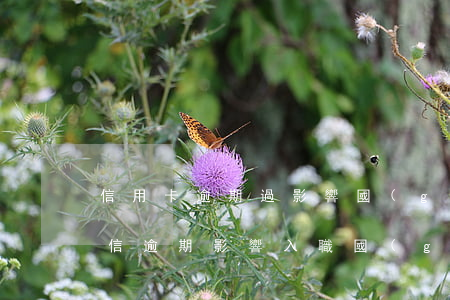 信用卡逾期過影響國(guó)企入職嗎(征信逾期影響入職國(guó)企嗎)