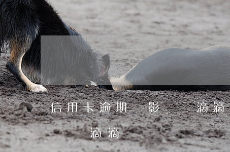 信用卡逾期過影響開滴滴嗎(信用卡逾期過影響開滴滴嗎)