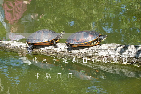 信用卡逾期過征信能處理么(征信有逾期信用卡能辦嗎)