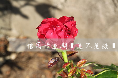 信用卡逾期過是不是政審不行