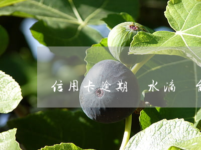 信用卡逾期過水滴籌能到款嗎