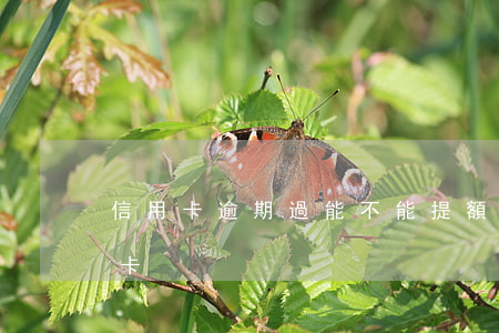 信用卡逾期過能不能提額了 不能提額的信用卡