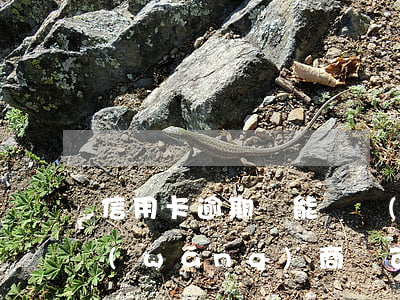 信用卡逾期過能貸網(wǎng)商貸嗎(網(wǎng)商貸可以逾期嗎)