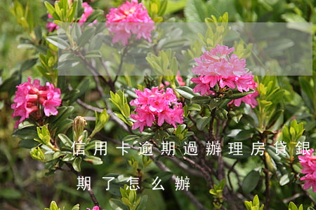 信用卡逾期過辦理房貸(銀行貸款和信用卡逾期了怎么辦)