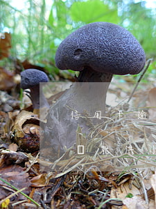 信用卡逾期過還能供小綿羊嗎(信用卡逾期過還能供小綿羊嗎)