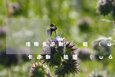 信用卡逾期過還能網(wǎng)貸嗎(信用卡逾期還能借網(wǎng)貸嗎)
