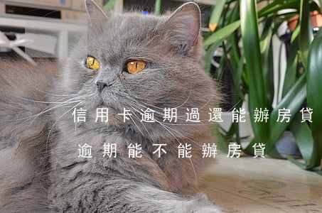 信用卡逾期過還能辦房貸嗎6(有一個信用卡逾期能不能辦房貸)