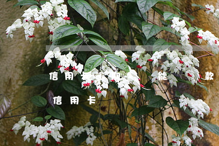 信用卡逾期過還能辦貸款嗎(逾期過還可以辦信用卡嗎)