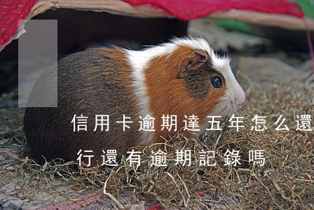信用卡逾期達五年怎么還款(五年后信用卡銀行還有逾期記錄嗎)