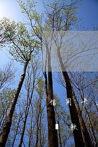 信用卡逾期違停還款怎么還（信用卡逾期違停還款）