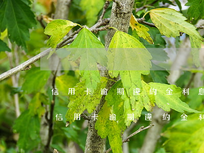 信用卡逾期違約金利息瘋長(zhǎng)(信用卡逾期違約金利息瘋長(zhǎng))