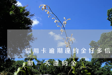 信用卡逾期違約金好多(信用卡20000逾期一天違約金)