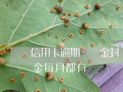 信用卡逾期違約金封頂嗎(為什么信用卡違約金每月都有)