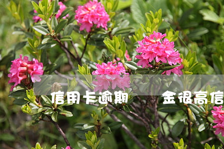 信用卡逾期違約金很高(信用卡違約金好高)