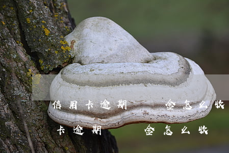 信用卡逾期違約金怎么收費(fèi)(信用卡逾期違約金怎么收費(fèi))