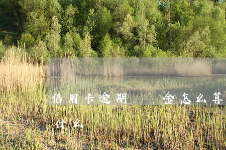信用卡逾期違約金怎么算本金(逾期違約金是什么)