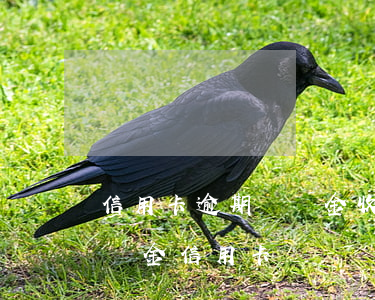 信用卡逾期違約金收取合規(guī)嗎(違約金 信用卡)