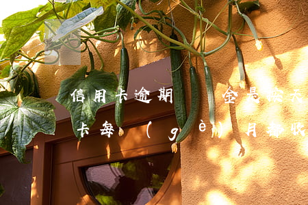 信用卡逾期違約金是按天收的嗎(違約金信用卡每個(gè)月都收么)