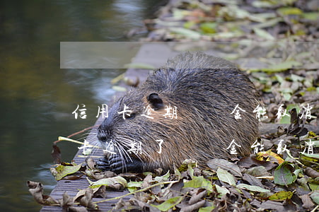 信用卡逾期違約金能取消嗎(民生銀行的信用卡逾期了違約金能取消嗎)