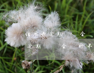 信用卡逾期違約金銀行不同意減免-信用卡逾期違約金銀行不同意減免怎么辦