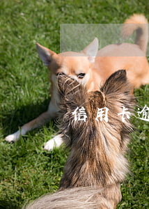 信用卡逾期違約金高合法嗎