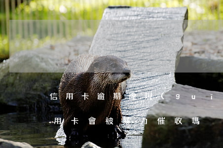 信用卡逾期違規(guī)催收有哪些(欠信用卡會被暴力催收嗎)