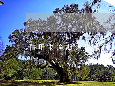 信用卡逾期違還(信用卡逾期)