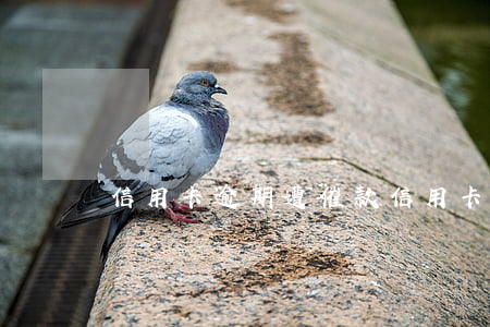 信用卡逾期遭催款(信用卡逾期遭催款)