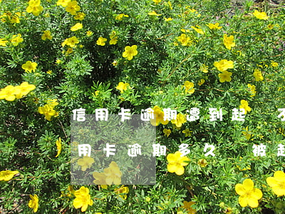 信用卡逾期遭到起訴不去會怎么樣(欠銀行信用卡逾期多久會被起訴)