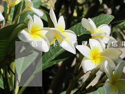 信用卡逾期遲納金(信用卡 逾期 罰息)