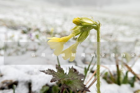 信用卡逾期遲納金違約金相關(guān)規(guī)定-信用卡逾期遲納金違約金相關(guān)規(guī)定有哪些