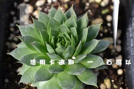 信用卡逾期還一兩百可以嗎(信用卡2千逾期沒還)