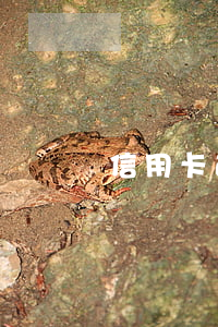 信用卡逾期 還一點(信用卡逾期還一點有效果嗎)