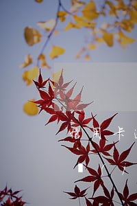 信用卡逾期還上了可以解凍嗎(逾期多久會凍結(jié)信用卡)