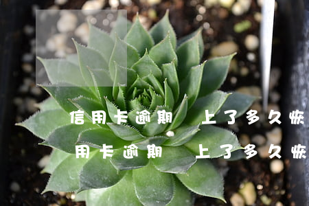 信用卡逾期還上了多久恢復(fù)征信(信用卡逾期還上了多久恢復(fù)征信)