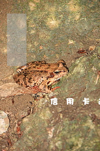 信用卡逾期還上了怎么沒(méi)有額度