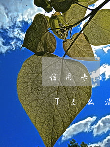 信用卡逾期還上了怎么消除（信用卡逾期還上了怎么消除）