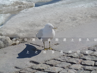 信用卡逾期還上多久征信會消 征信有逾期還上之后多長時間能消