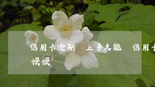 信用卡逾期還上多久能沒(信用卡逾期了可以慢慢還嗎)