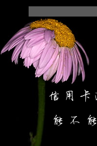 信用卡逾期還上會上征信嗎(有逾期上征信還能不能申請信用卡)