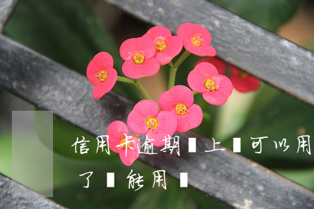 信用卡逾期還上還可以用嗎(逾期的信用卡還了還能用嗎)